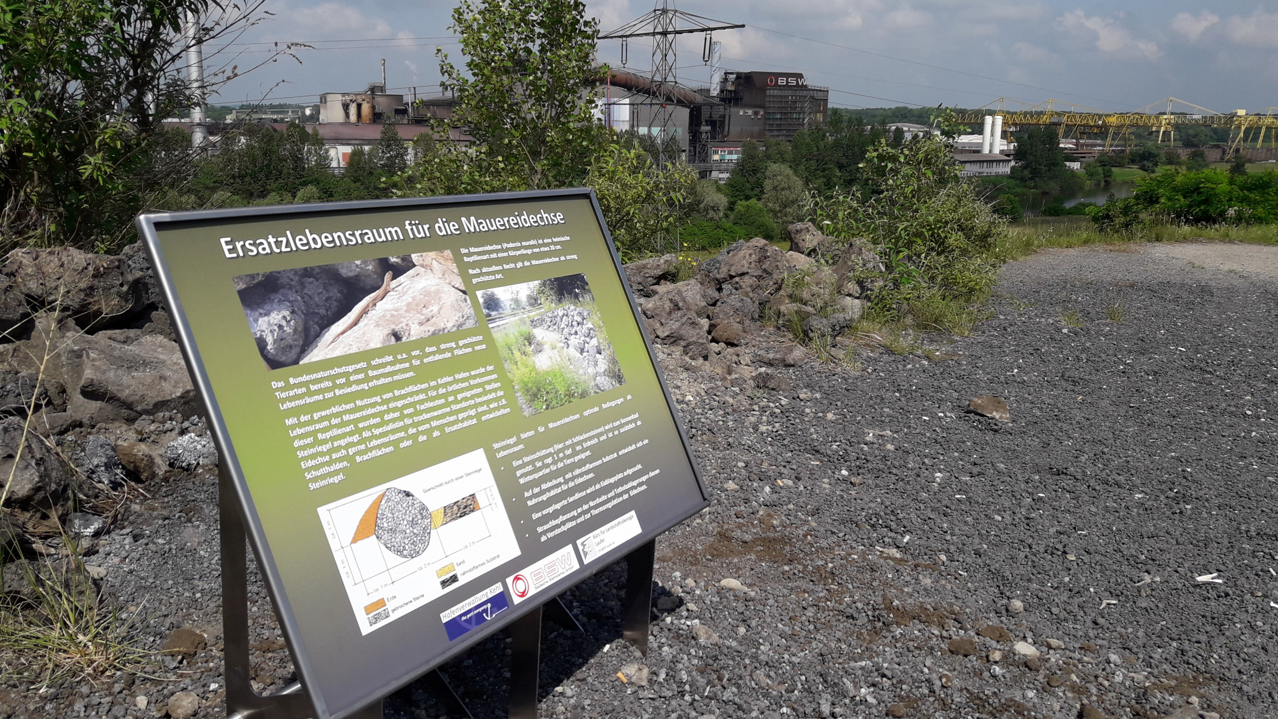 Schaffung neuer Lebensräume für die Mauereidechse im Kehler Hafen